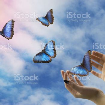 open hands let go of beautiful blue butterflies in the mystical sky